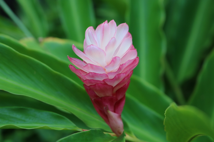 南国のハワイの鮮やかな花