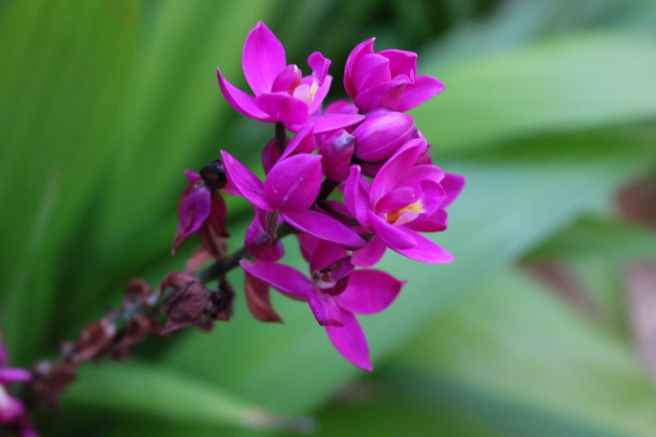 南国のハワイの鮮やかな花