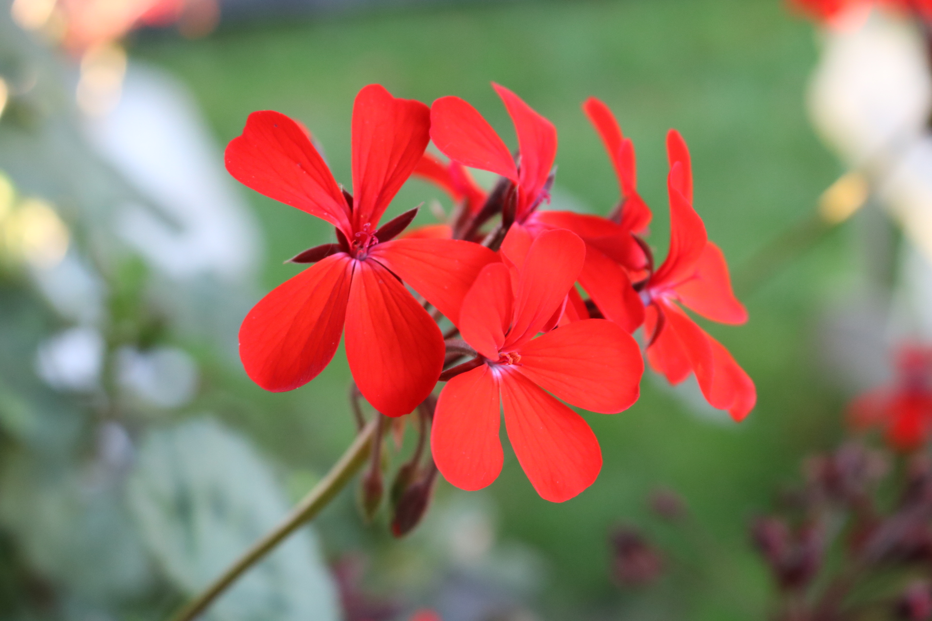 オランダのお庭の花