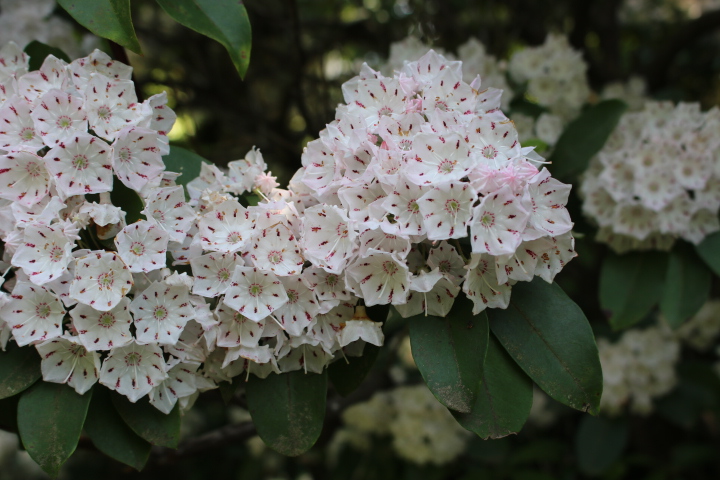 公園で見つけた花