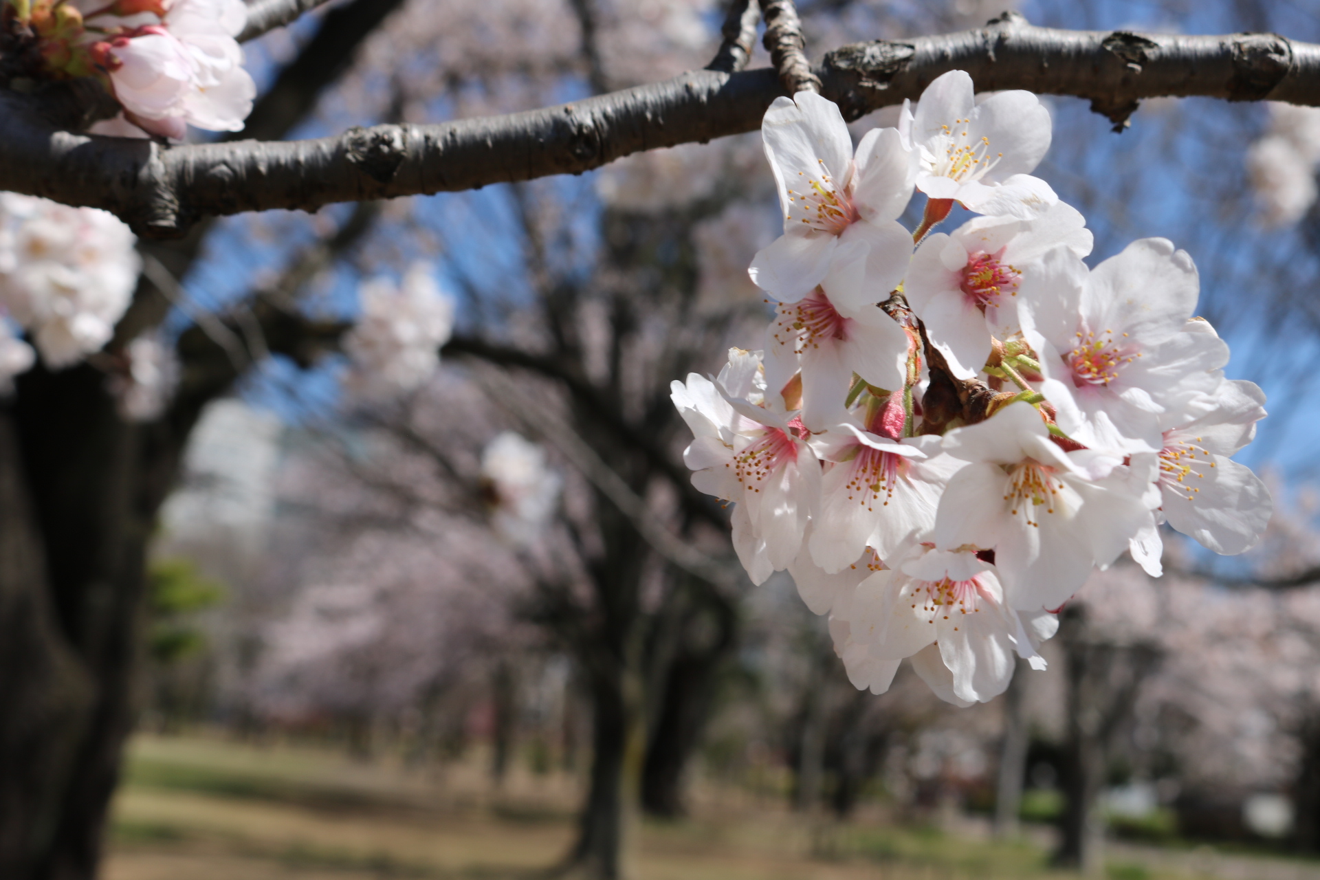 3月28日（土）吉祥寺校のレッスンについて