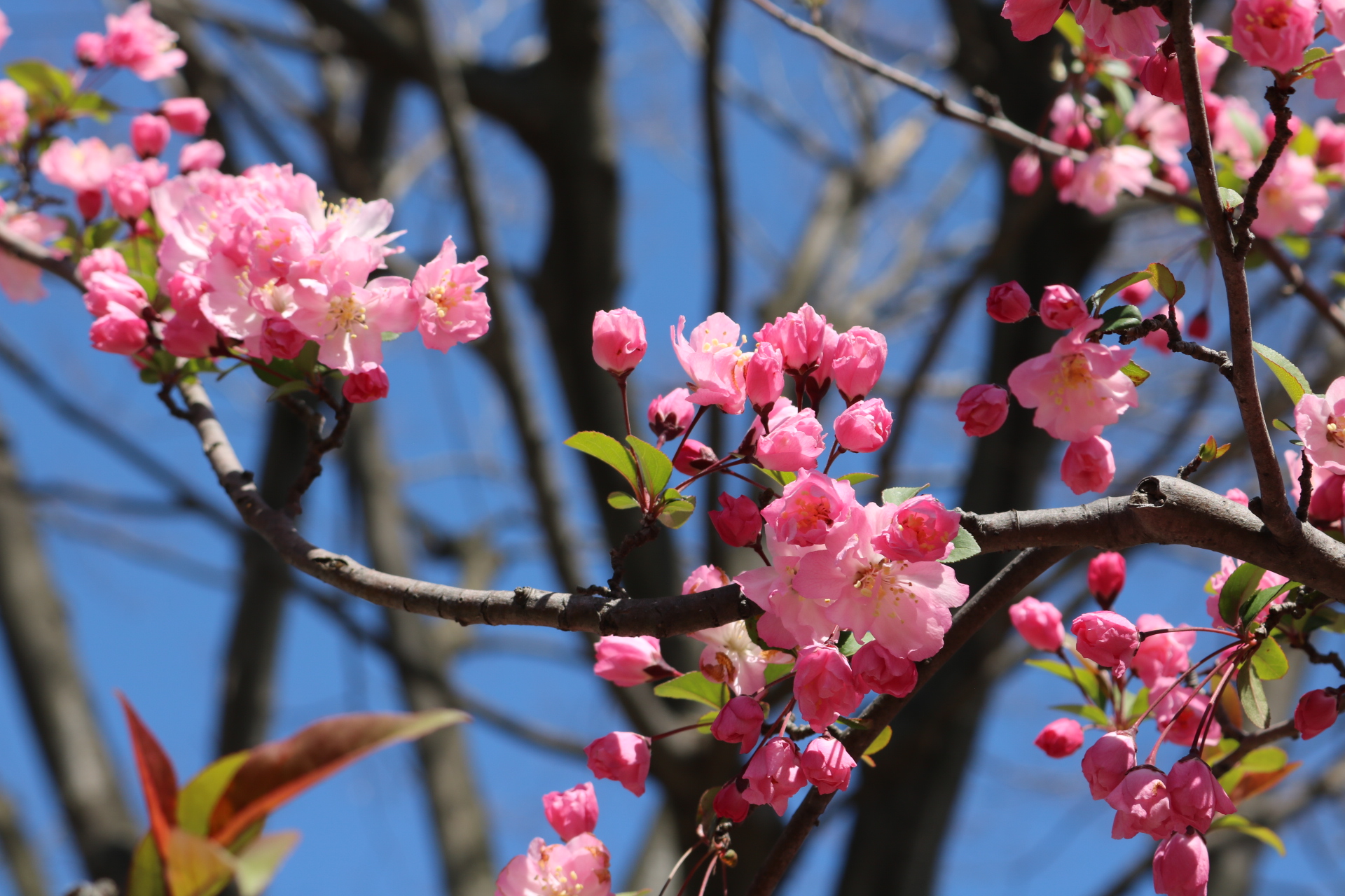 青い空に枝物の花が満開です