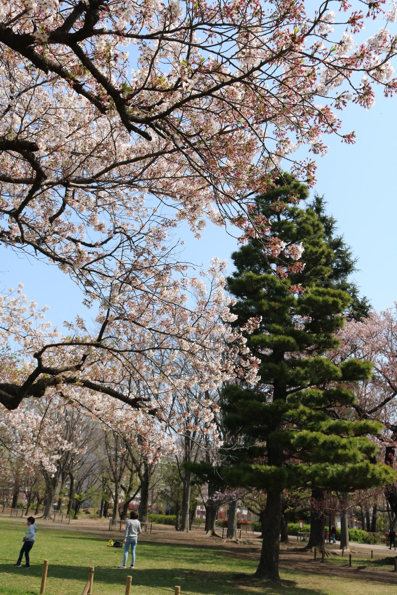 久しぶりの晴天、近くの公園まで散歩したら発見が・・・