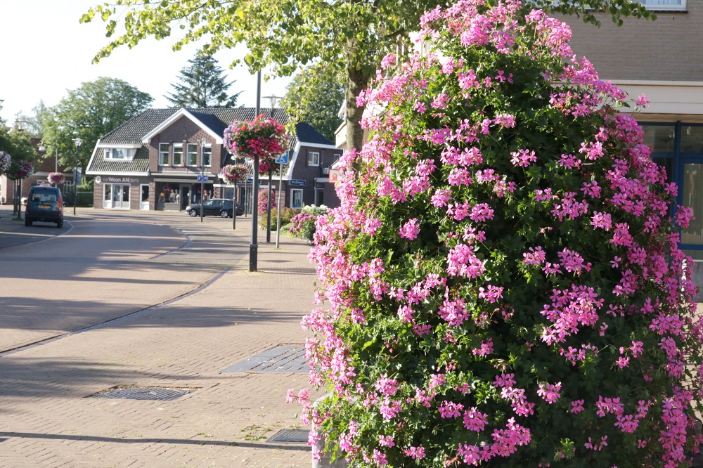 オランダの想い出・ガーデンン花