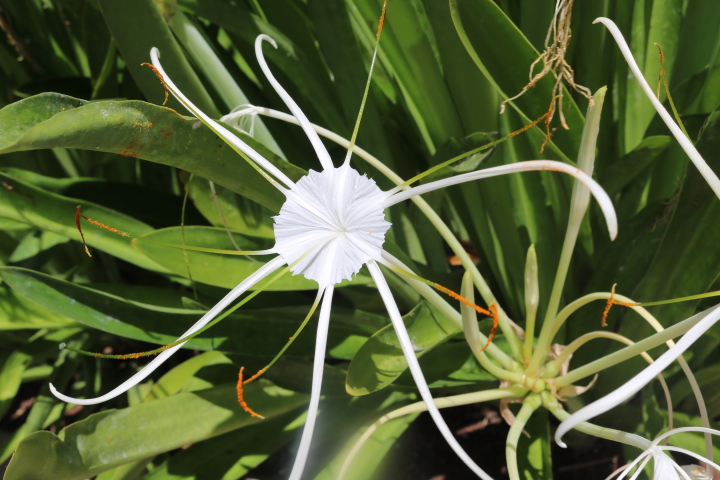 ハワイで見た珍しい植物と花