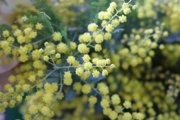 ミモザの花の季節になりました