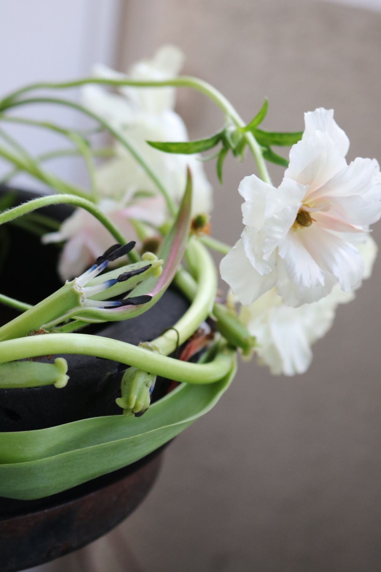 散りゆく花、枯れかかった花に惹かれる