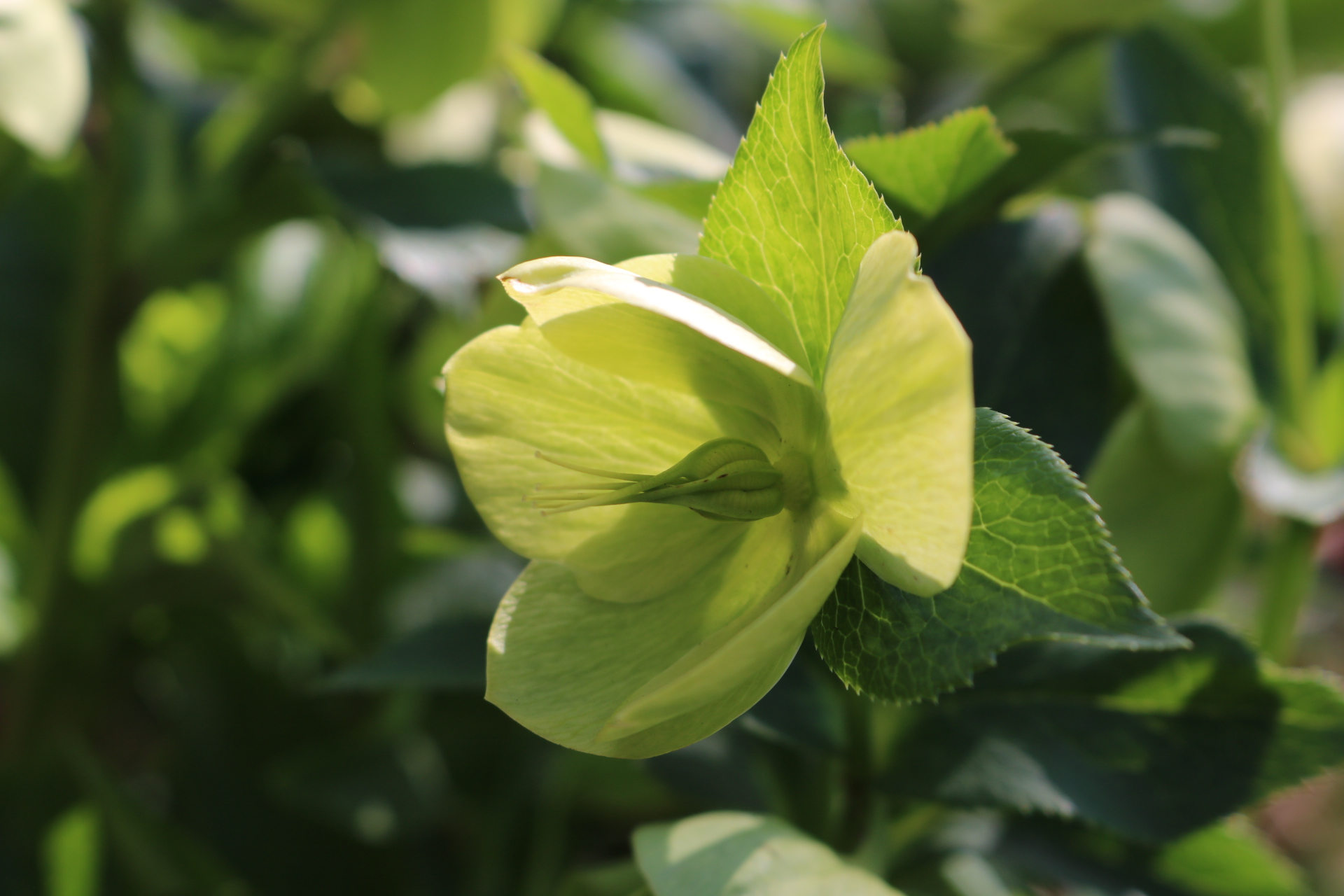 井の頭公園は季節の花も満開