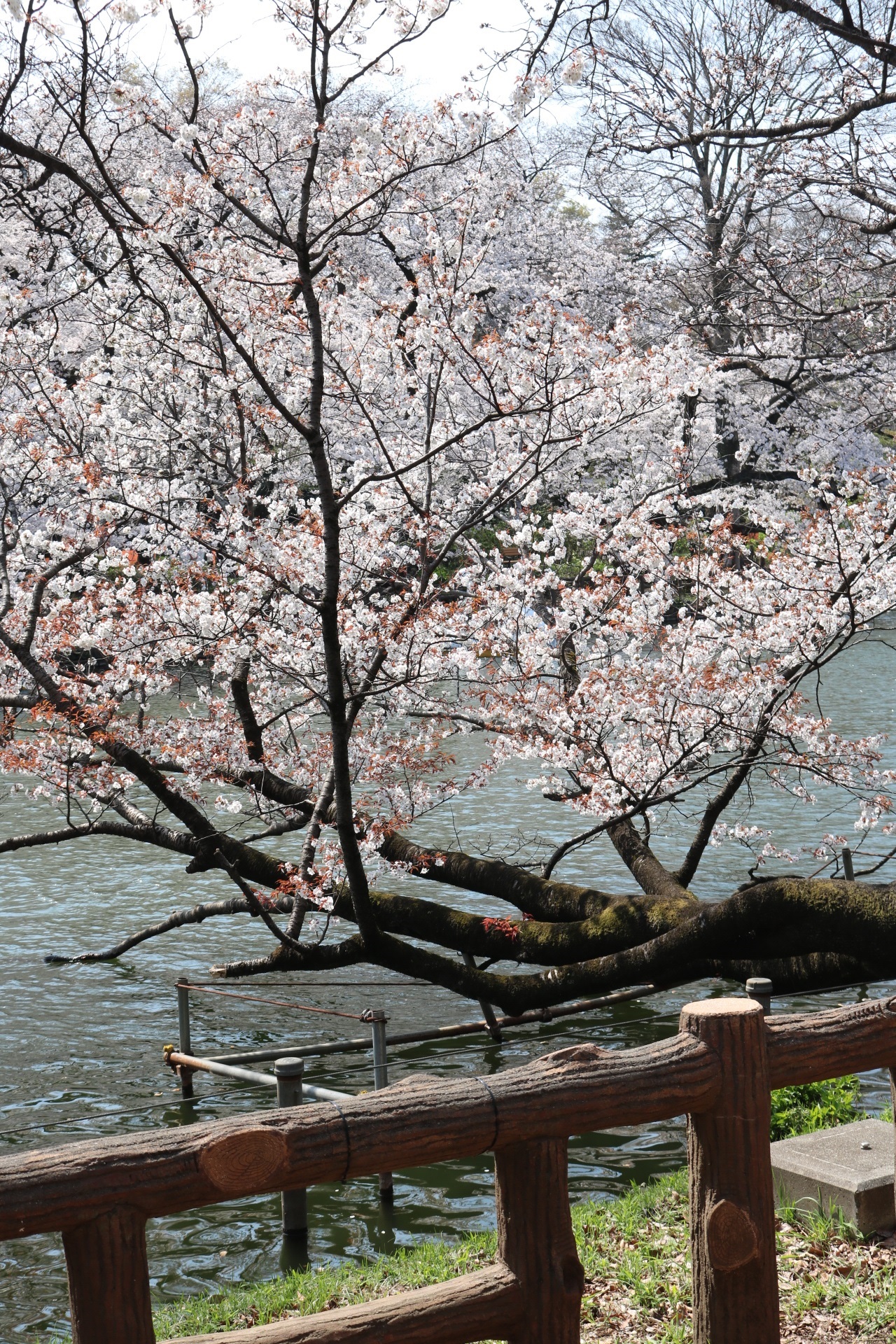 満開の桜が咲いています