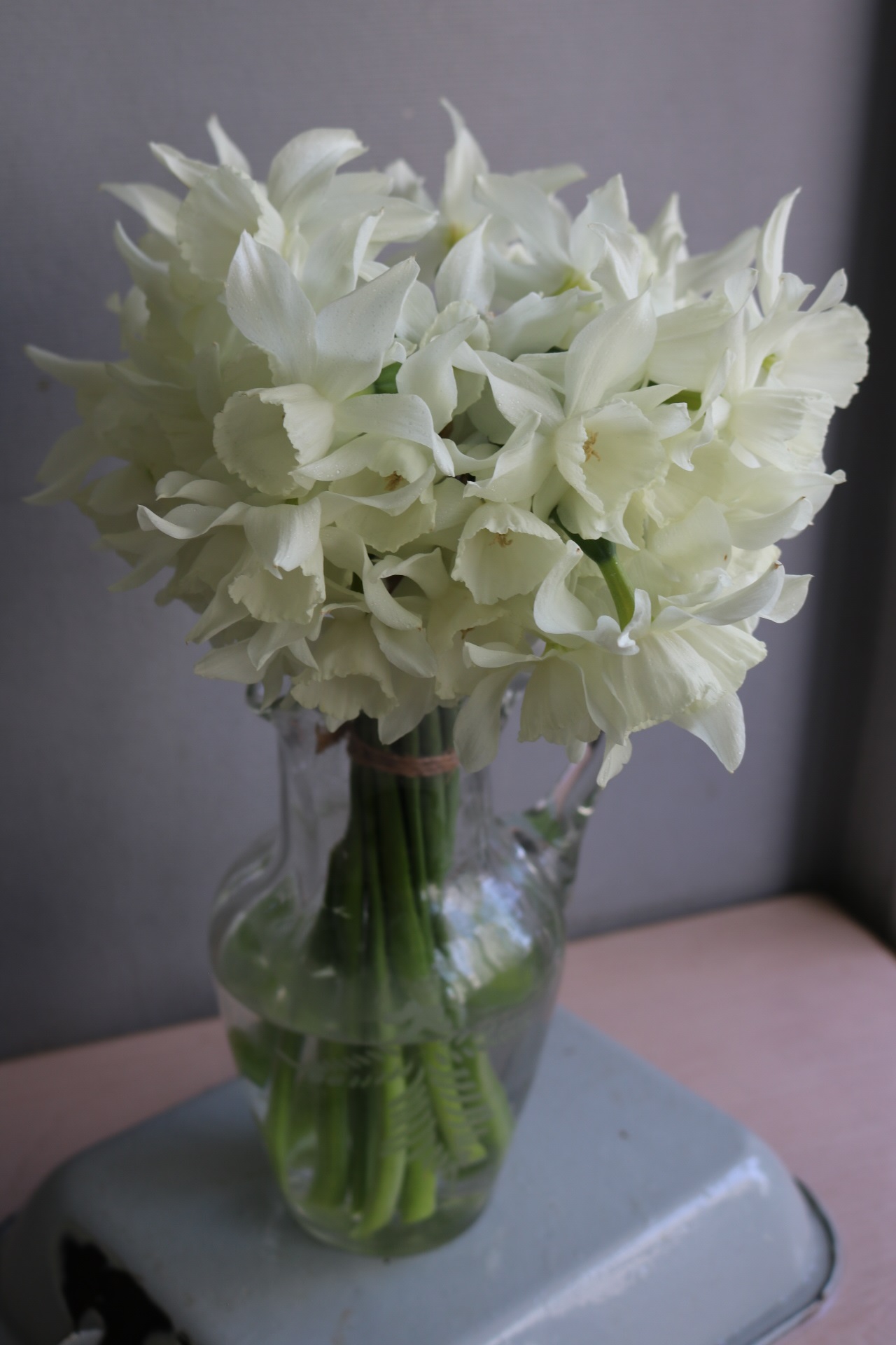 素敵な白い花はスイセン