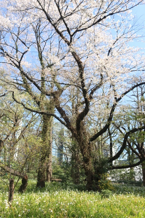 東京の桜は満開、皇居の桜を満喫する