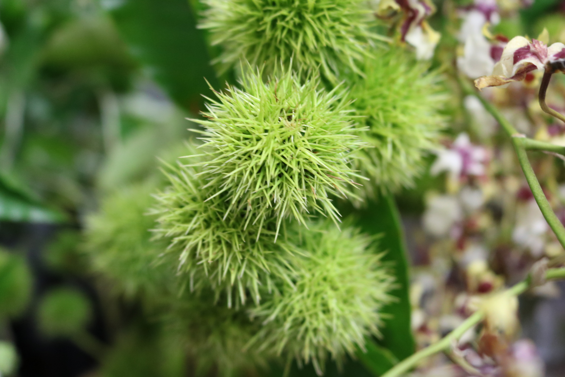 秋の花・葉・実を紹介します