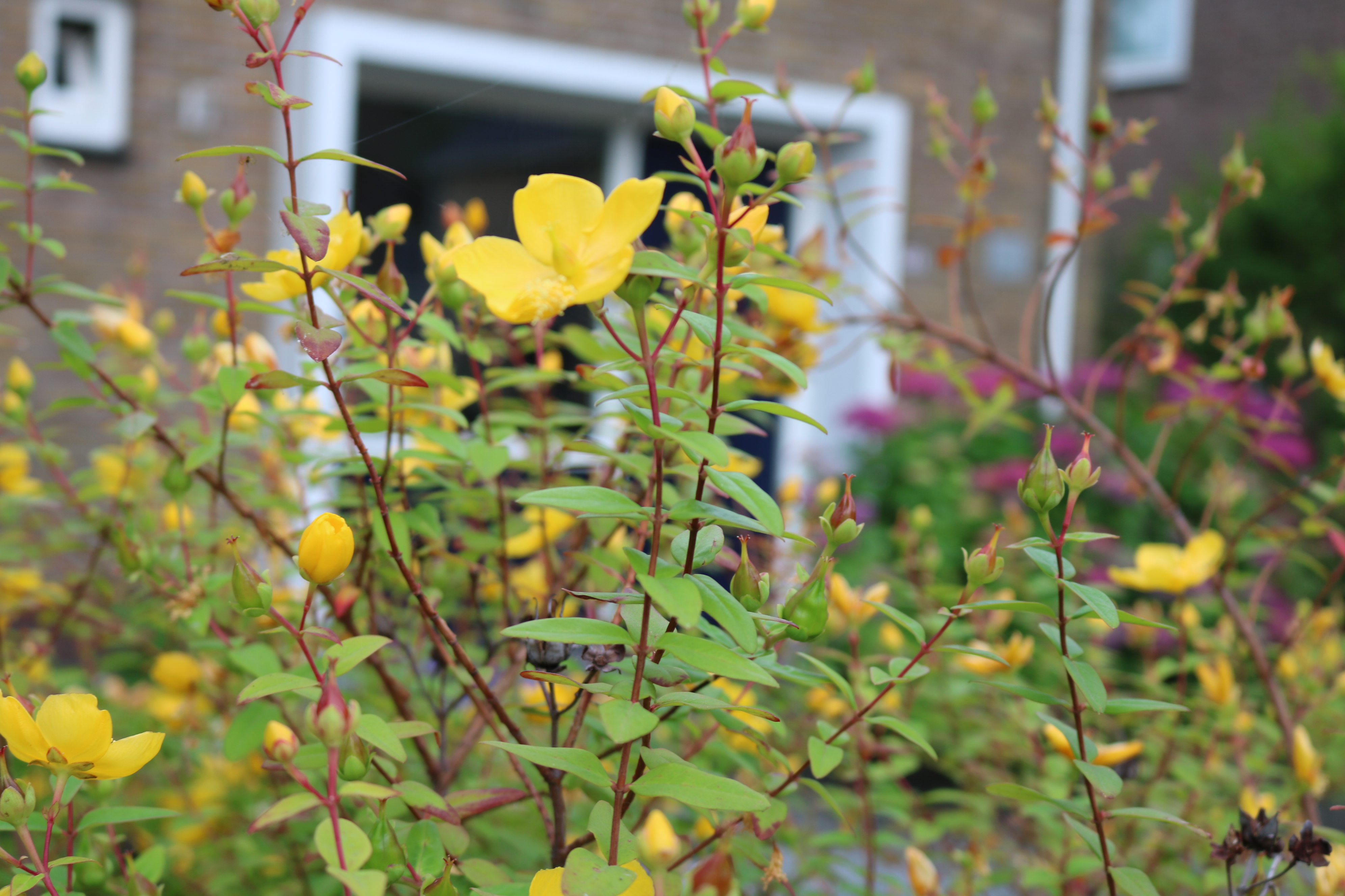 オランダ花研修の旅は景色やお庭の花を鑑賞したり