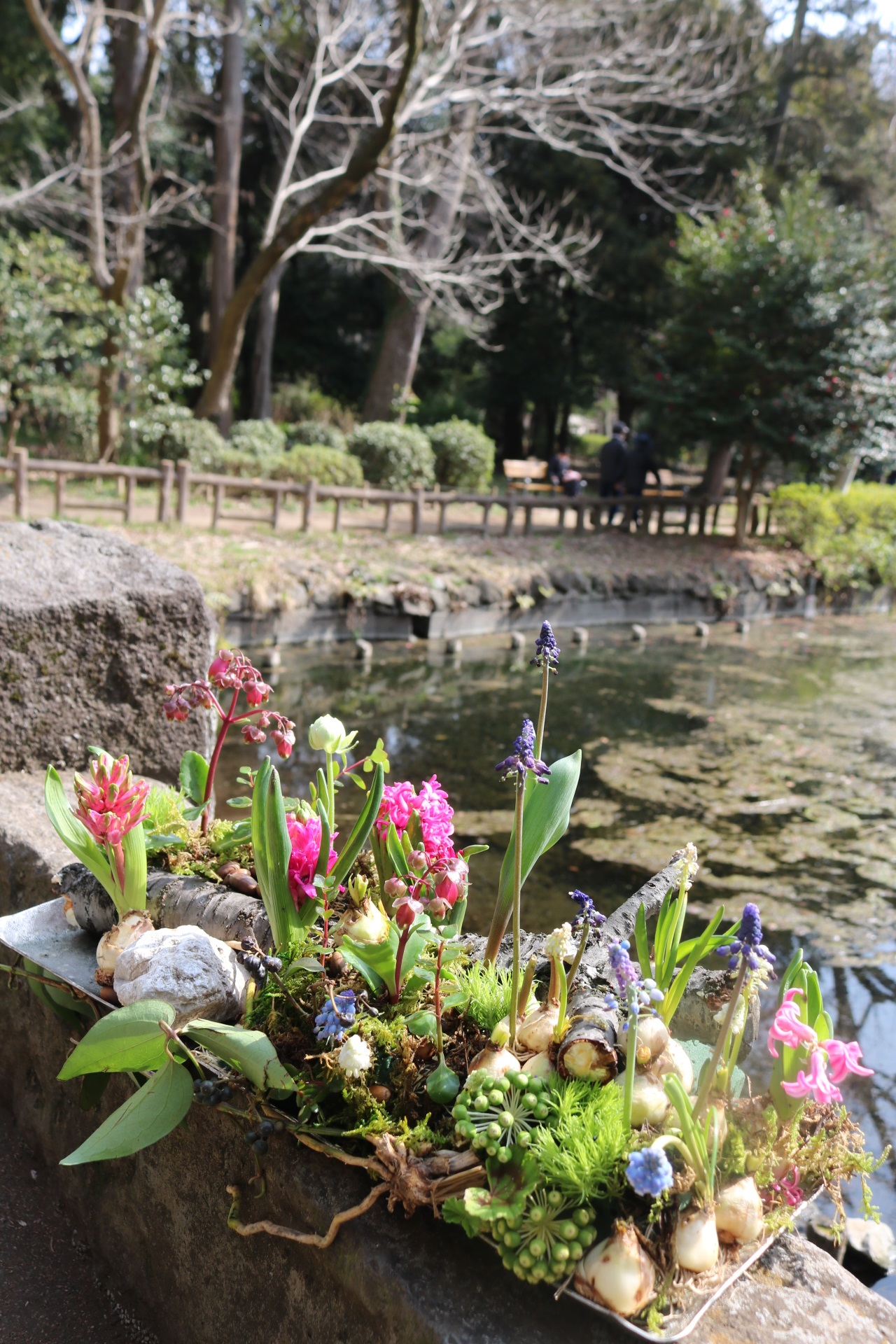 井の頭恩賜公園で撮影