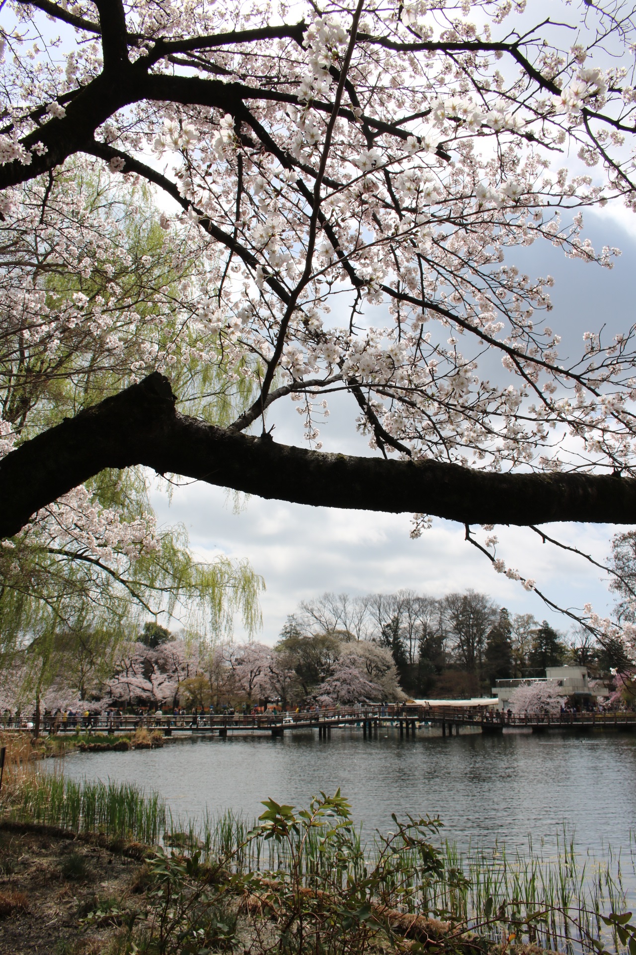 桜満開の井の頭公園で