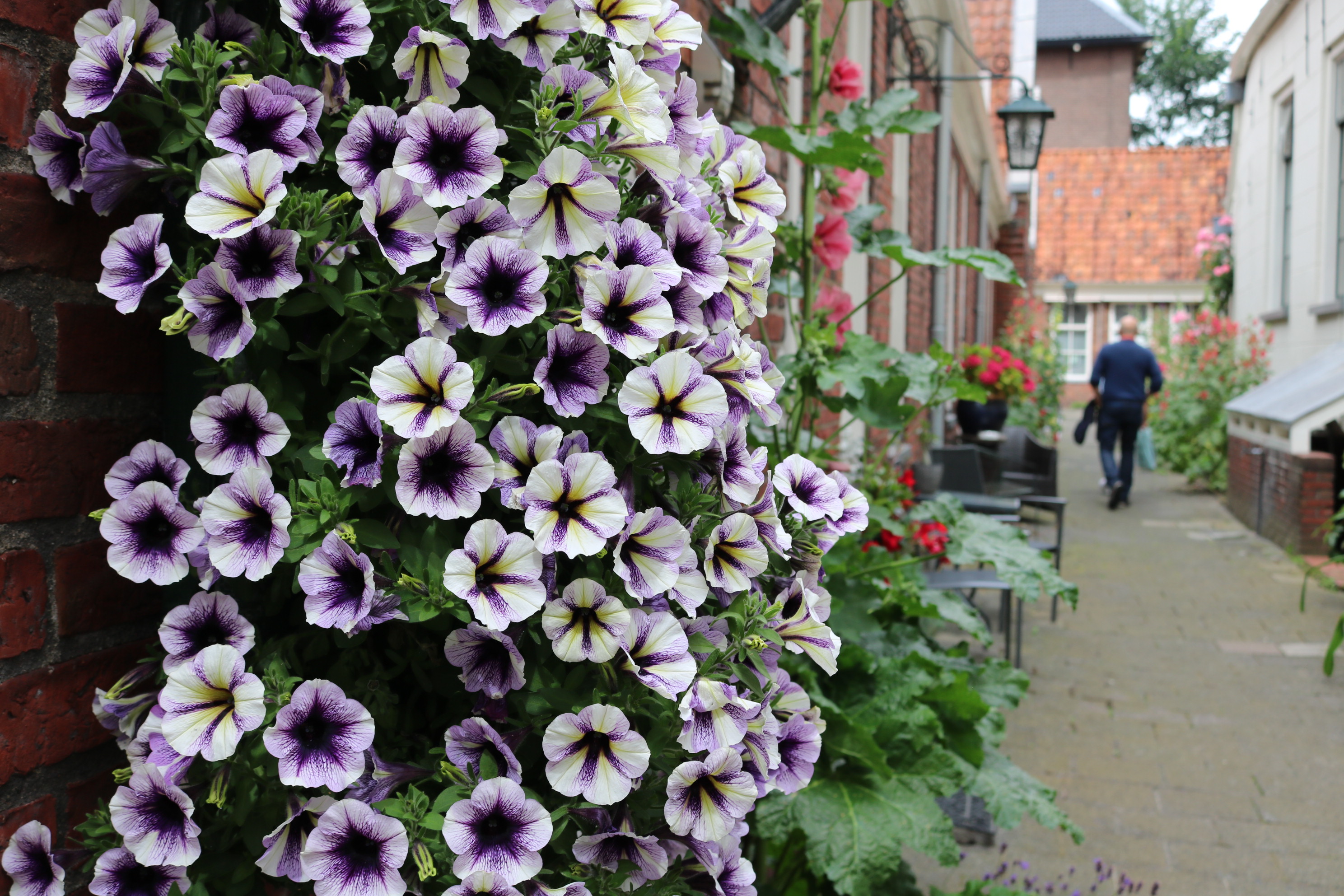 ある日のオランダの花のある景色