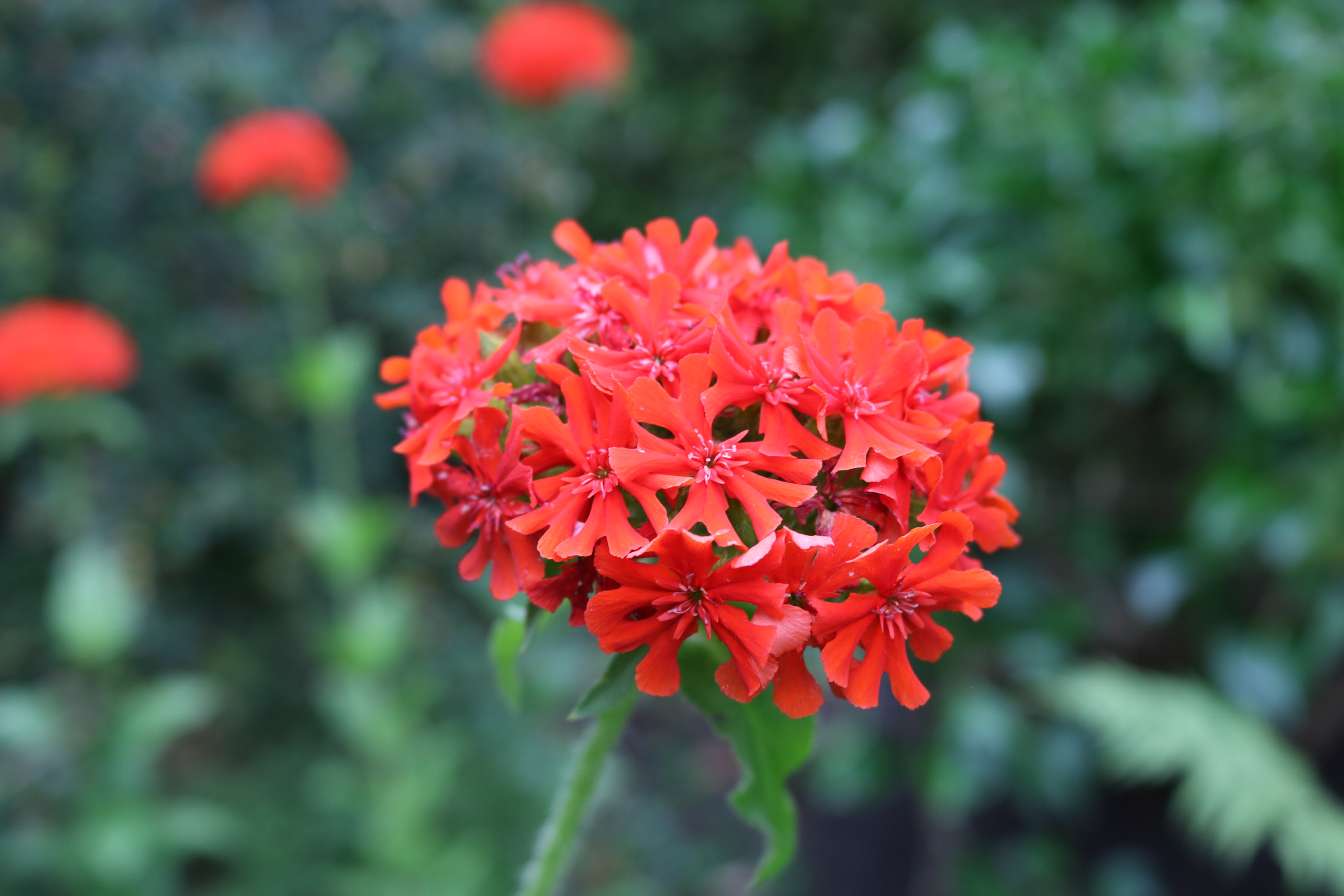 オランダ一般家庭のガーデンの花を鑑賞