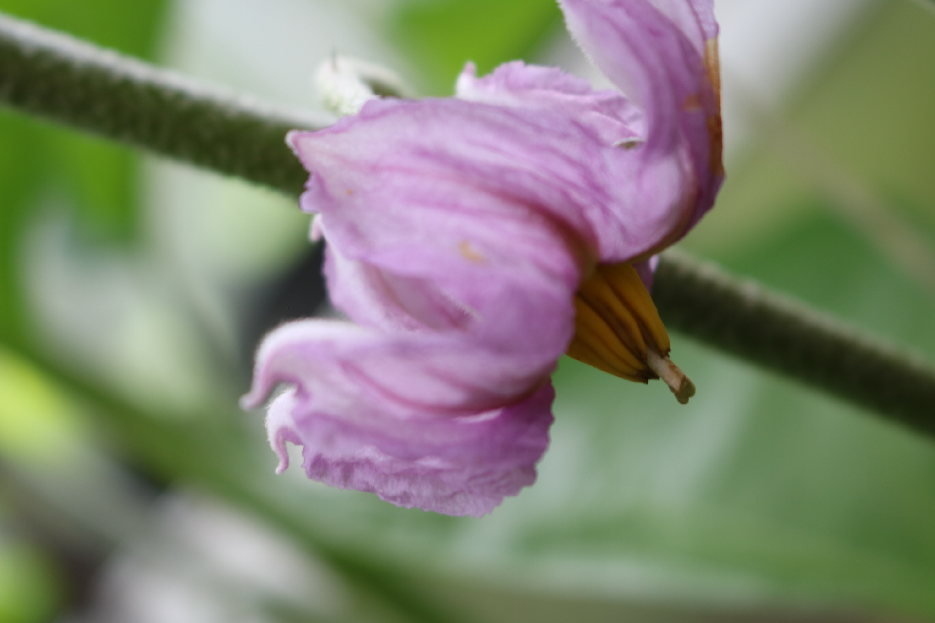 オランダの野菜、家庭菜園を見てみたら