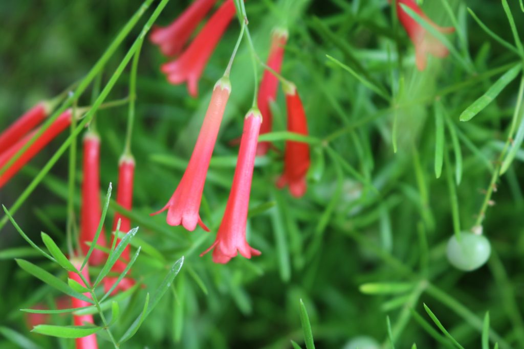 ハワイ 花 フラワー ハイビスカス プルメリア