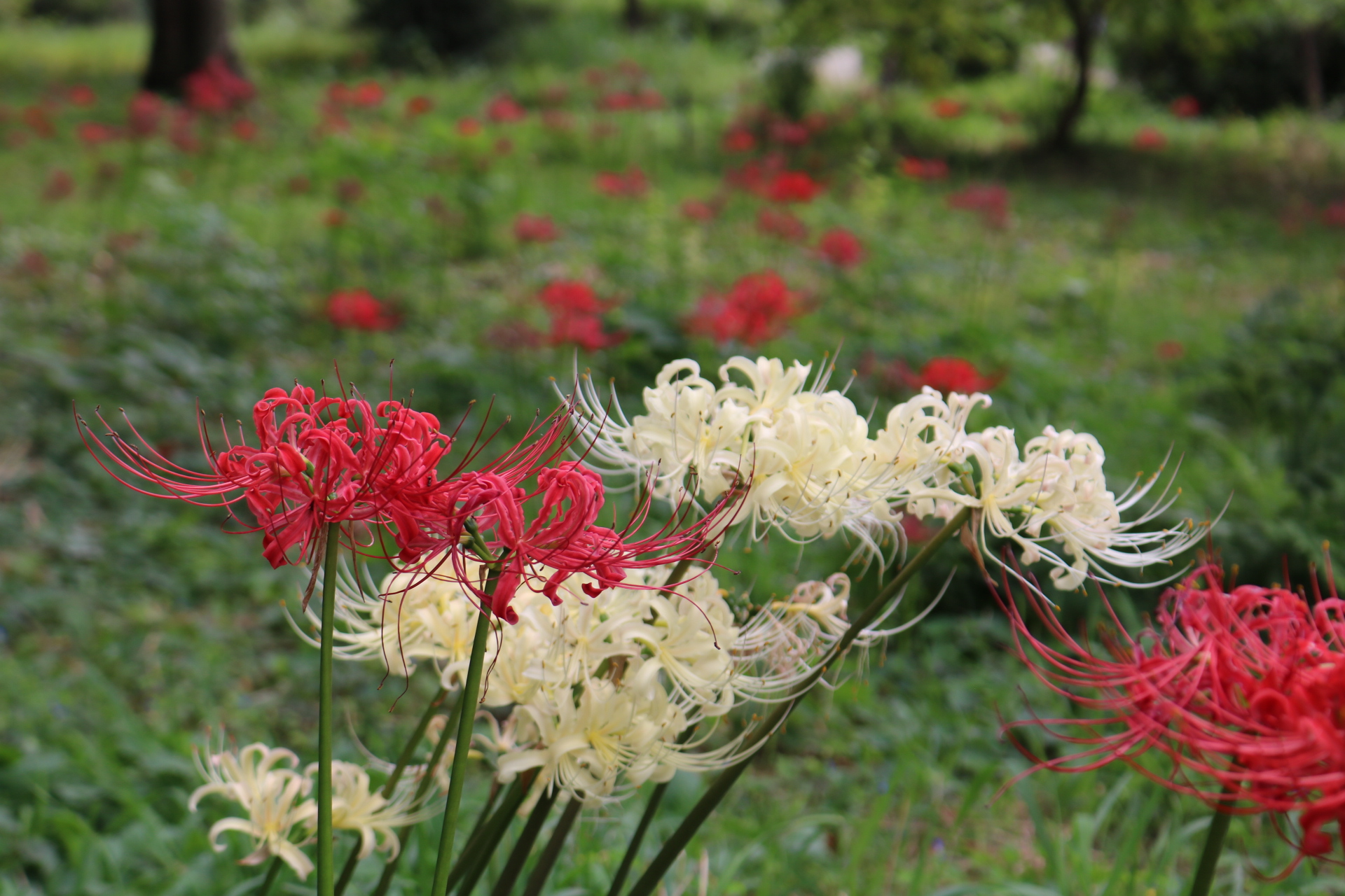 彼岸花が満開の10月