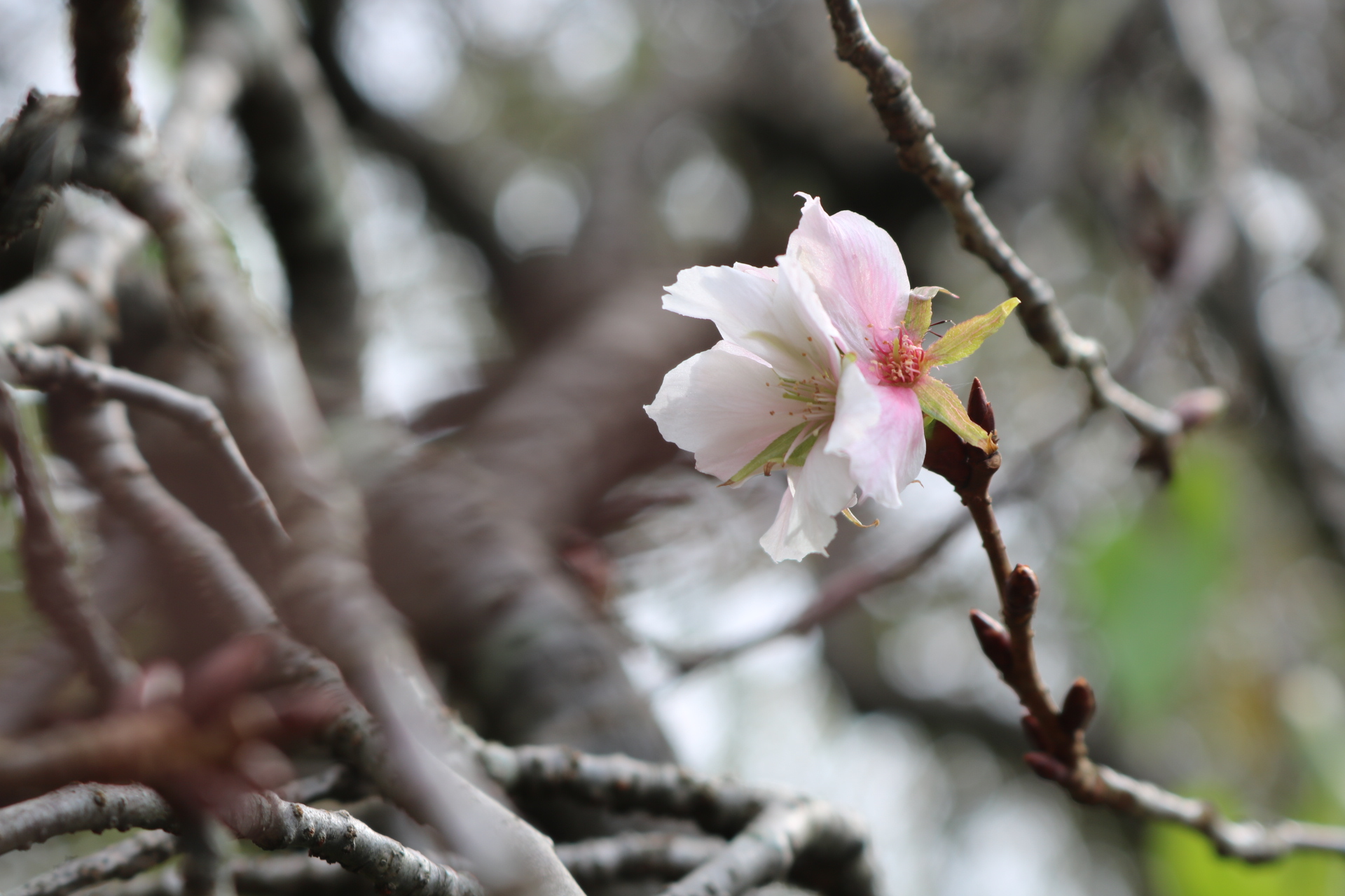 秋の花の中に　季節を間違えた花が