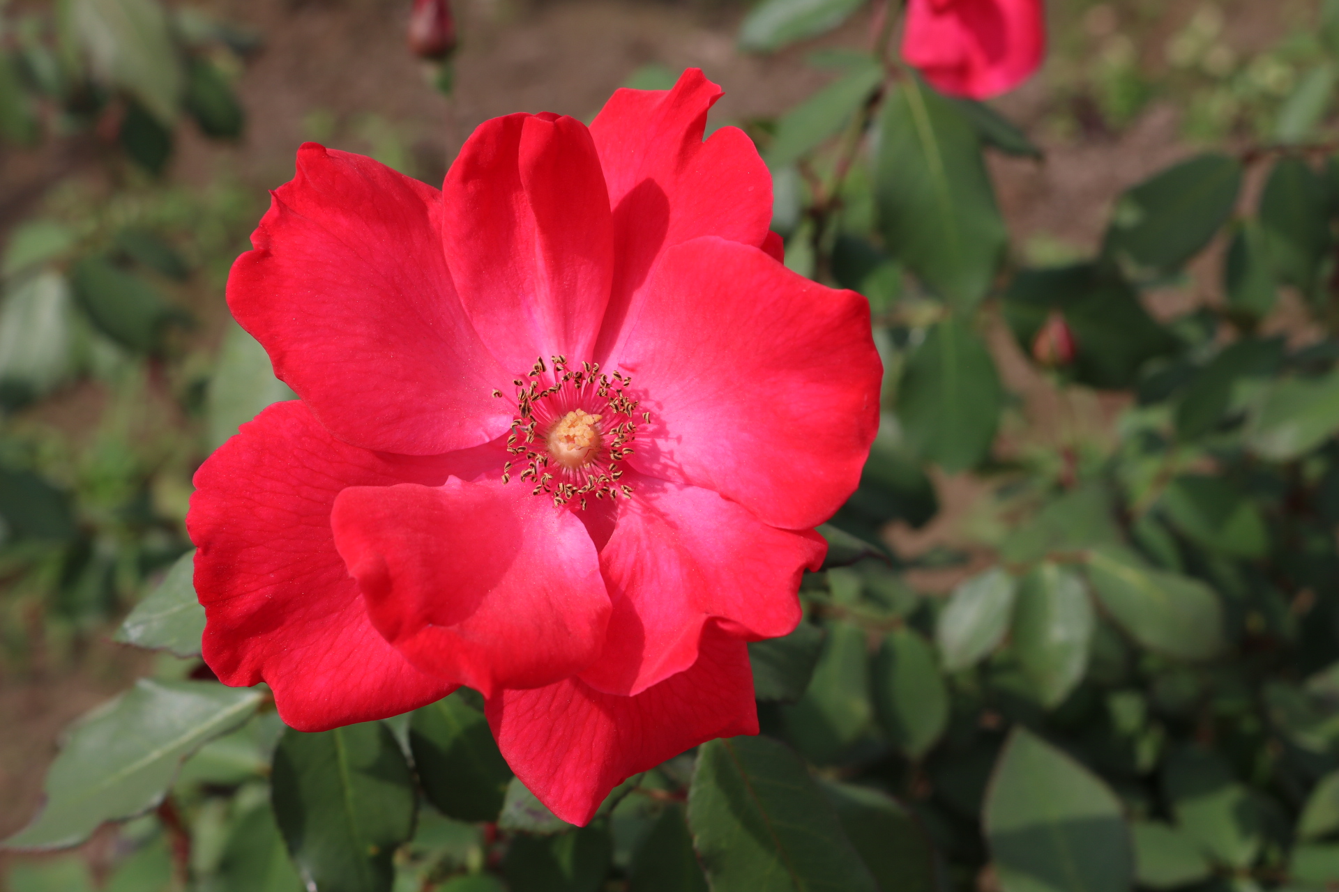 秋咲きのバラと鮮やかな花